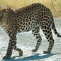 Pas plus qu'un léopard ne peut changer sa peau