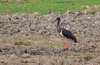 LA TROP RARE CIGOGNE NOIRE