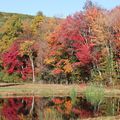 Wonderful fall around Simsbury this week.