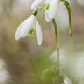 ENCORE JOLIE PERCE NEIGE 