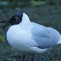 Mouette rieuse