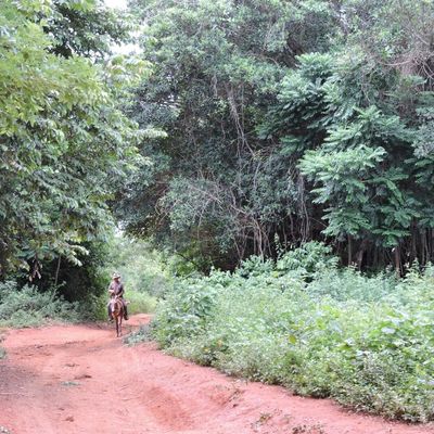 Viñales, 16-18 juillet: la campagne cubaine