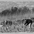 Au travail, dans la vigne