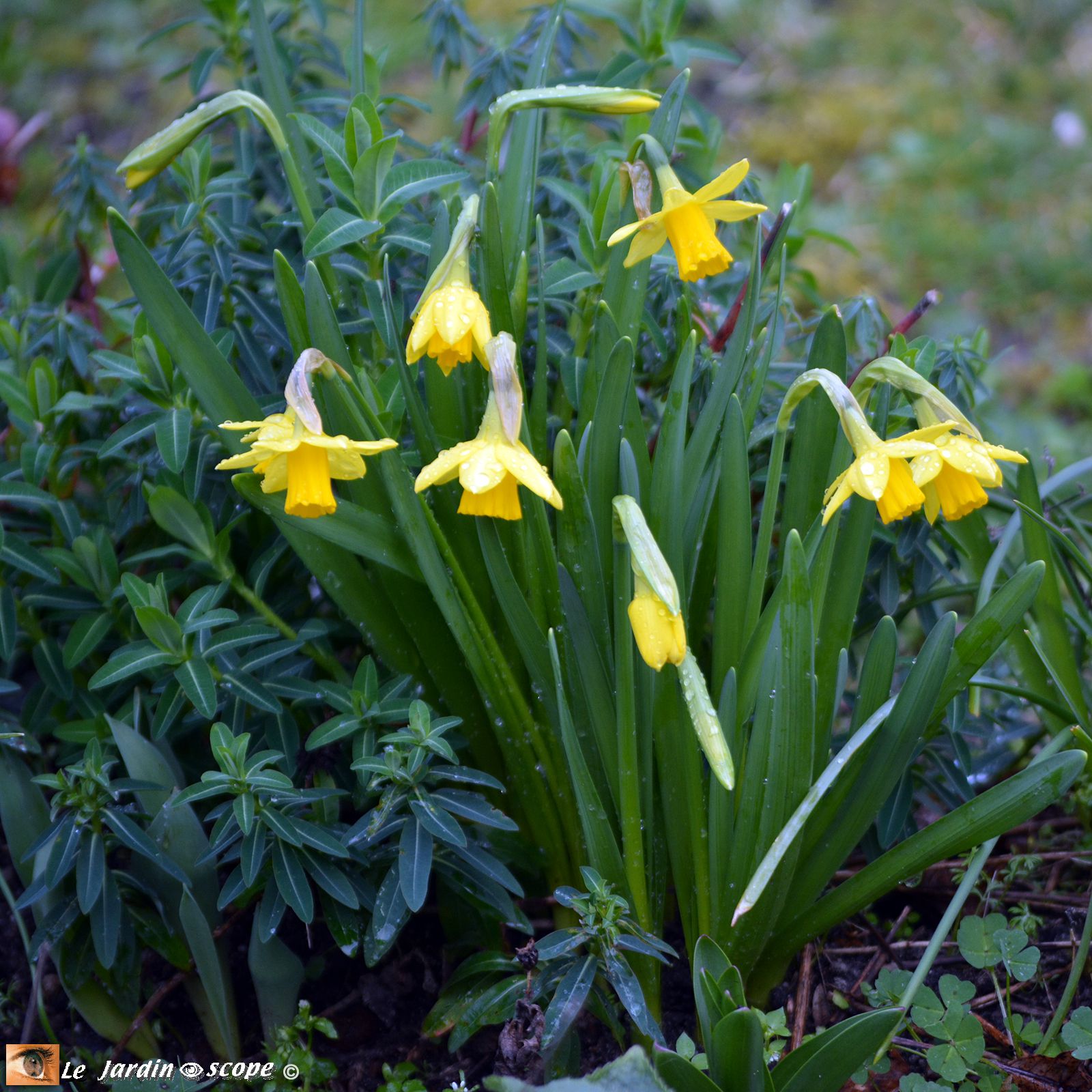 Les Narcisses