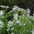 Vue du jardin 25 mai