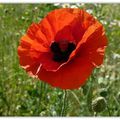 ... gentil coquelicot ...