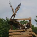 Le spectacle d'oiseaux du Parc Argonne Découverte