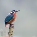 UN MARTIN PÊCHEUR DANS LE BROUILLARD