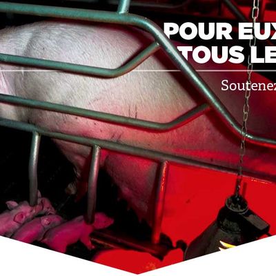 Défendez les animaux à nos côtés Si cette lettre