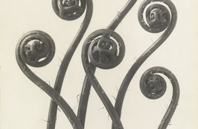 Exhibition of botanical photographs by Karl Blossfeldt opens at Pinakothek der Moderne