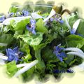 Salade fleurie aux fleurs de bourrache