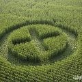 Loi OGM les 0,8% de discorde