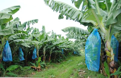 La culture raisonnée de la banane en Guadeloupe