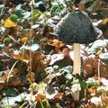 Un champignon en noir et blanc…comme une pie