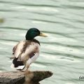 oiseaux du léman