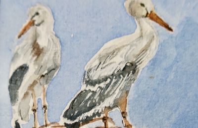 Au pays des cigognes - Février 2025