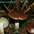 PLUTEUS