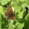 Melitaea diamina (Melitee noirâtre - Damier noir)