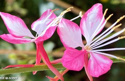 Le Gaura aux fleurs légères comme des papillons
