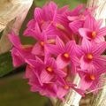 Orchidées : Dendrobium Miyakei