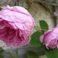 Roses anciennes -