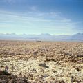 Salar d'Atacama et lagunas Altiplanicas (San Pedro d'Atacama)