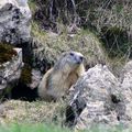 Marmotte 03