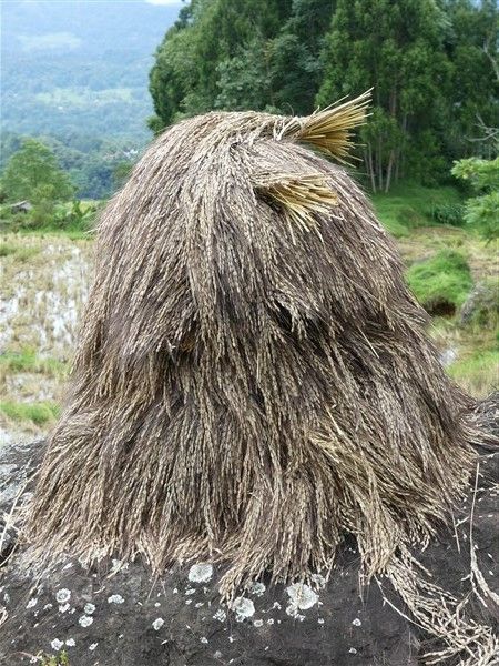 Voyage en Sulawesi - traversée de rizières et visite des villages de Akung et de Pallawa 