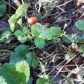 nos petites récoltes ... fraises , framboises !!