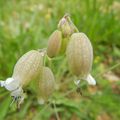 Silene vulgaris 