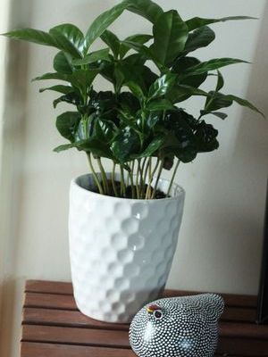 Après le plant de stévia, quelle est cette plante ?