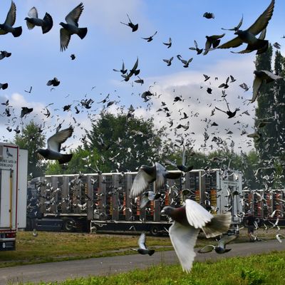 ENCORE 11 647 PIGEONS NÉERLANDAIS DANS LE CIEL HIRSONNAIS.