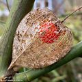 La nature est un orfèvre de talent !