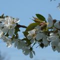 LES CERISIERS SONT EN FLEURS...