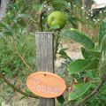 arbres fruitiers du jardin: