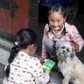 Les chiens du Tibet