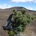 Petit tamarin des hauts dans la plaine des Sables au volcan