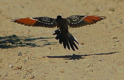 Oiseau nu dans un arbre creux : le coucou