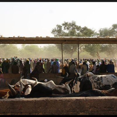 Mardi, dans l'arène de Fatoma