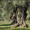 l'oliveraie du Pian