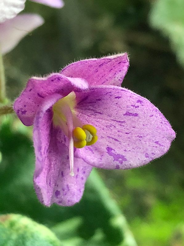 saintpaulia_shirls_freckles_face_african_violet_gesneriacees_paris_janvier_2018_2