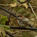 Moineau domestique (Passer domesticus, House Sparrow) 