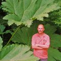 Une gunnera dans le  Cotentin...Guillaume, 1m82!!!