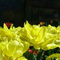 Tulipes au soleil