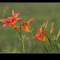 Des fleurs et un insecte timide