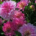 Dahlia Cristal Star