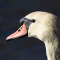 Mute Swan