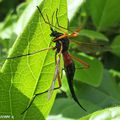 Une belle tipule à l'abdomen rouge et noir