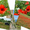 Rouge coquelicot: concours
