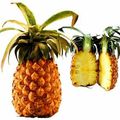 l'ananas mangeur de graisse 